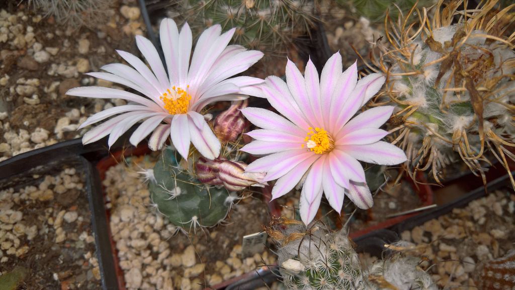 TURBINICARPUS  dickisoniae